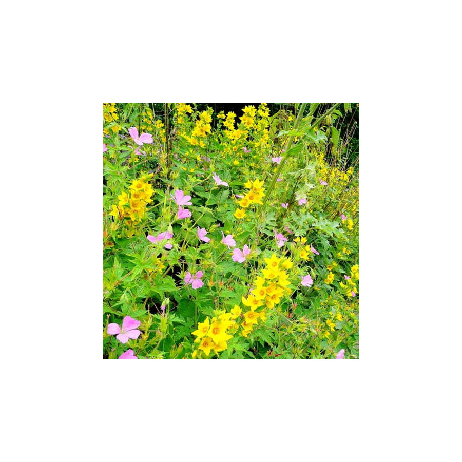 Plantes Vivaces LYSIMACHIA vulgaris - Lysimaque commune en vente - Chasse-bosse en vente - Pépinière Lepage .