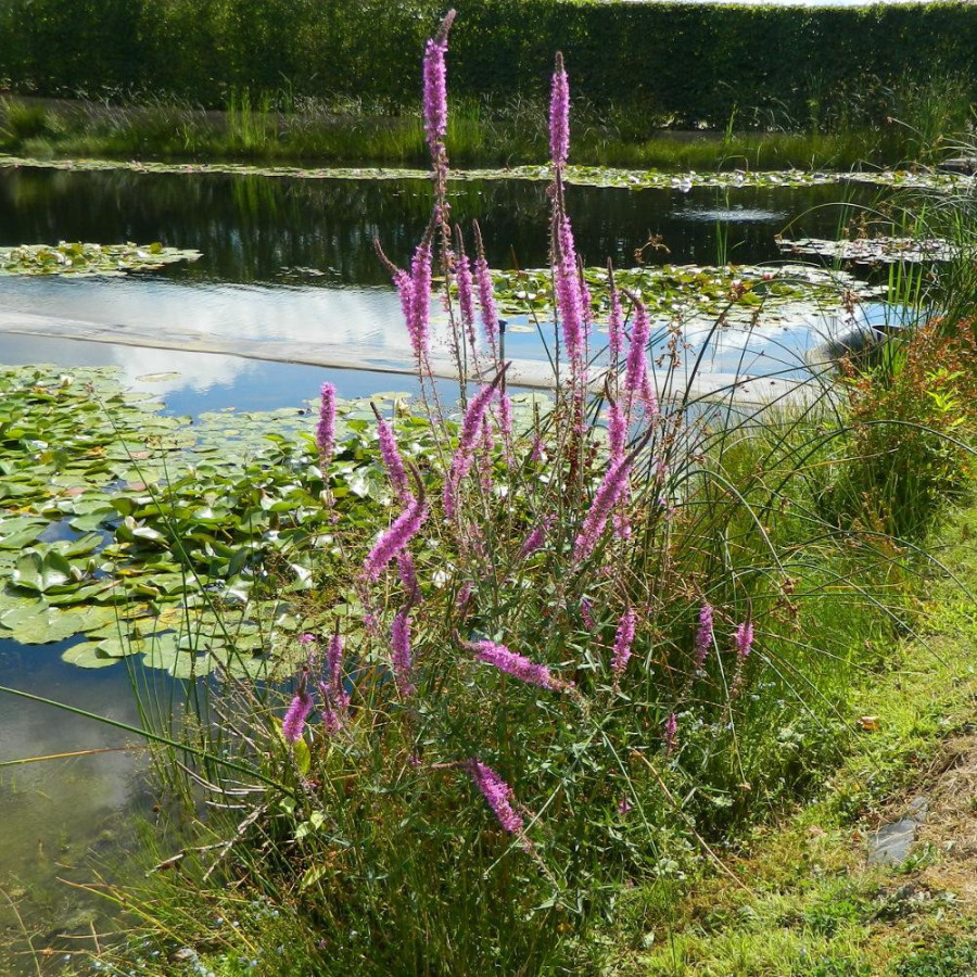 Plantes Vivaces LYTHRUM salicaria - Salicaire en vente - Pépinière Lepage .