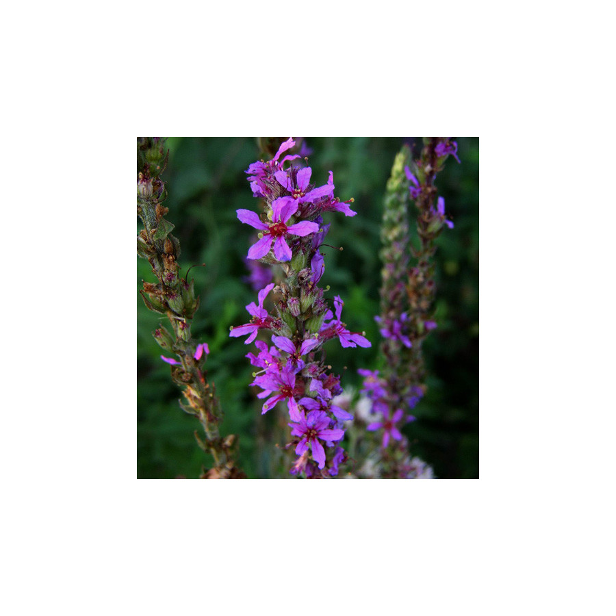 Plantes Vivaces LYTHRUM salicaria - Salicaire en vente - Pépinière Lepage .