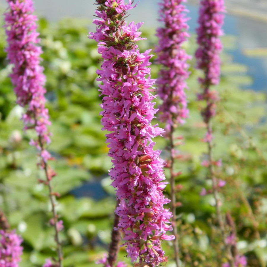 Plantes Vivaces LYTHRUM salicaria - Salicaire en vente - Pépinière Lepage .