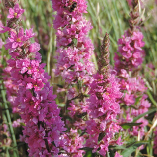 plantes-vivaces-lythrum-salicaria-blush-salicaire-en-vente-pepiniere-lepage-