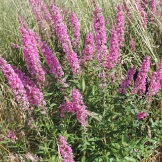 Plantes Vivaces LYTHRUM salicaria 'Blush' - Salicaire en vente - Pépinière Lepage .