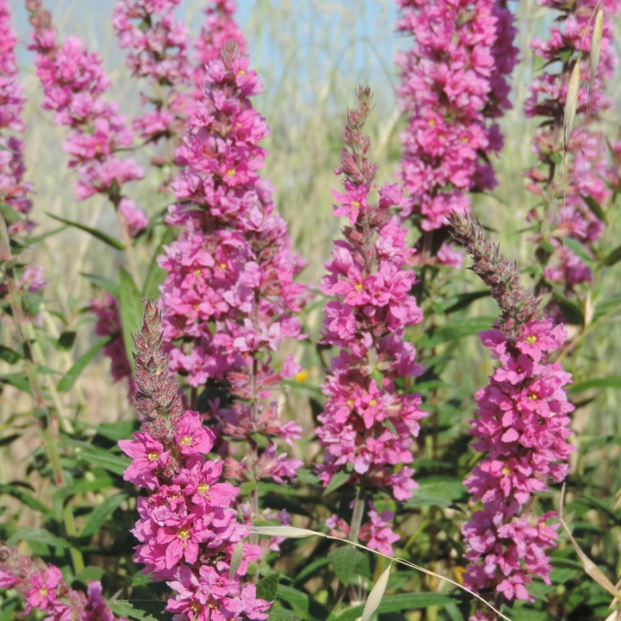 Plantes Vivaces LYTHRUM salicaria 'Blush' - Salicaire en vente - Pépinière Lepage .