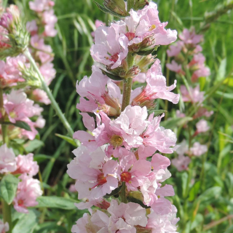 Plantes Vivaces LYTHRUM salicaria 'Pink Blush' ® - Salicaire en vente - Pépinière Lepage .