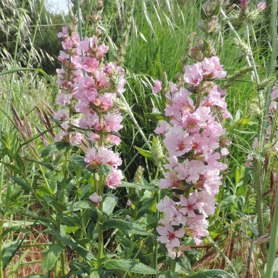 Plantes Vivaces LYTHRUM salicaria 'Pink Blush' ® - Salicaire en vente - Pépinière Lepage .