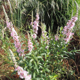 Plantes Vivaces LYTHRUM salicaria 'Pink Blush' ® - Salicaire en vente - Pépinière Lepage .