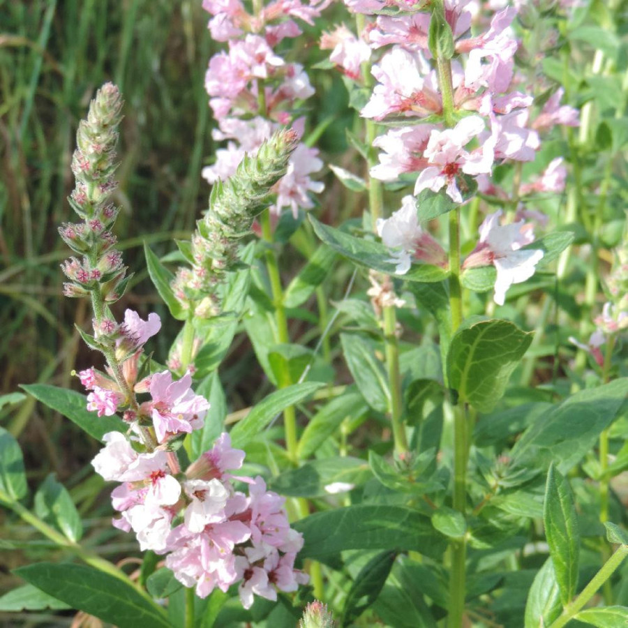 Plantes Vivaces LYTHRUM salicaria 'Pink Blush' ® - Salicaire en vente - Pépinière Lepage .