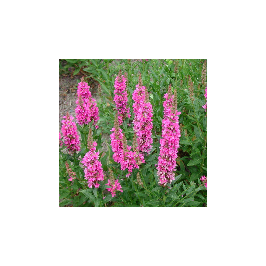 Plantes Vivaces LYTHRUM salicaria 'Robert' - Salicaire en vente - Pépinière Lepage .