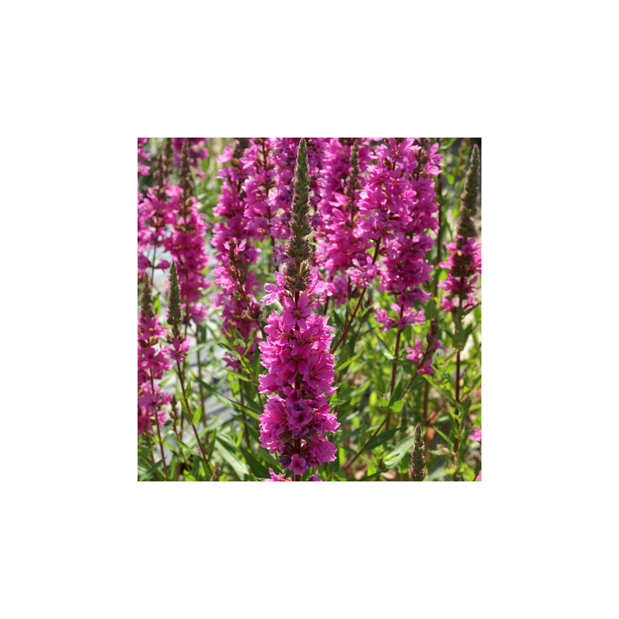 Plantes Vivaces LYTHRUM salicaria 'The Beacon' - Salicaire commune en vente - Pépinière Lepage .