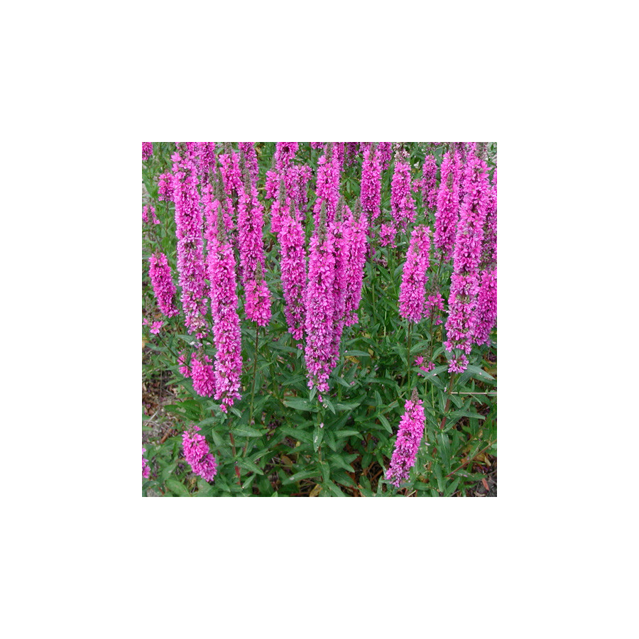 Plantes Vivaces LYTHRUM salicaria 'The Beacon' - Salicaire commune en vente - Pépinière Lepage .