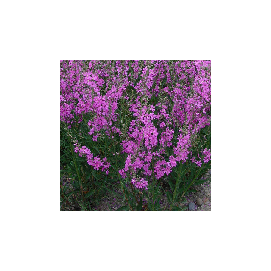Plantes Vivaces LYTHRUM virgatum 'Rose Queen' - Salicaire en vente - Pépinière Lepage .