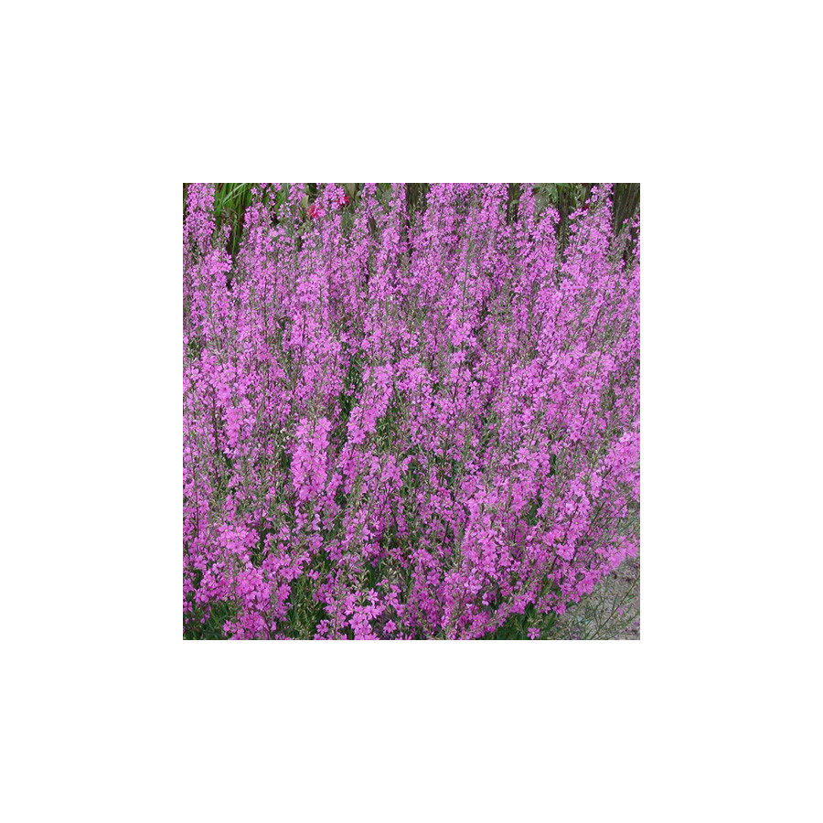 Plantes Vivaces LYTHRUM virgatum 'Rose Queen' - Salicaire en vente - Pépinière Lepage .