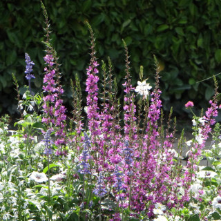 Plantes Vivaces LYTHRUM virgatum 'Rose Queen' - Salicaire en vente - Pépinière Lepage .