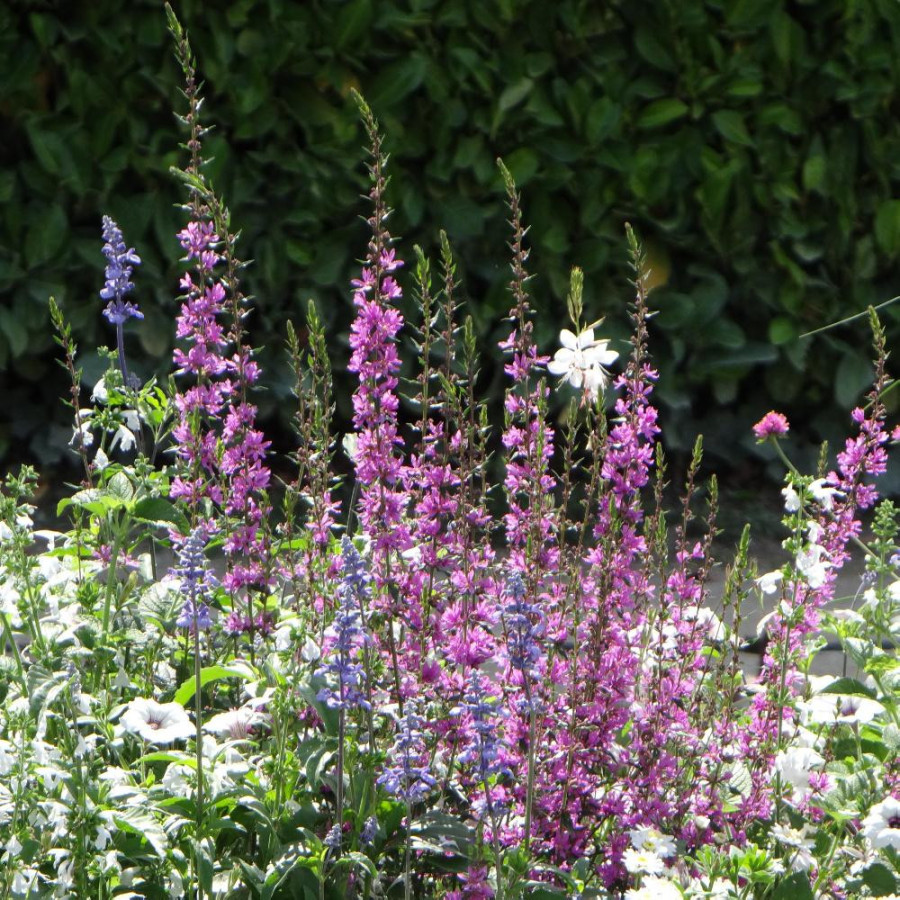 Plantes Vivaces LYTHRUM virgatum 'Rose Queen' - Salicaire en vente - Pépinière Lepage .