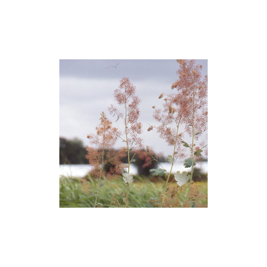 Plantes Vivaces MACLEAYA microcarpa (cordata) - Bocconie cordée en vente - Pavot à panicule en vente - Pépinière Lepage .