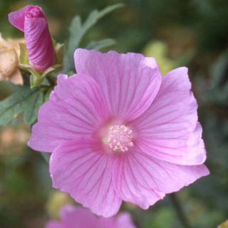 plantes-vivaces-malva-alcea-fastigiata-mauve-en-vente-pepiniere-lepage-