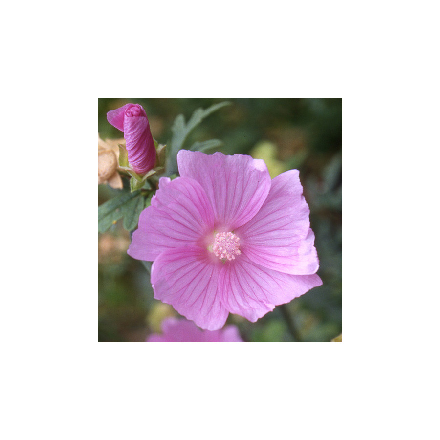 Plantes Vivaces MALVA alcea 'Fastigiata' - Mauve en vente - Pépinière Lepage .