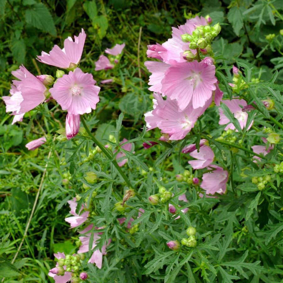 Plantes Vivaces MALVA alcea 'Fastigiata' - Mauve en vente - Pépinière Lepage .