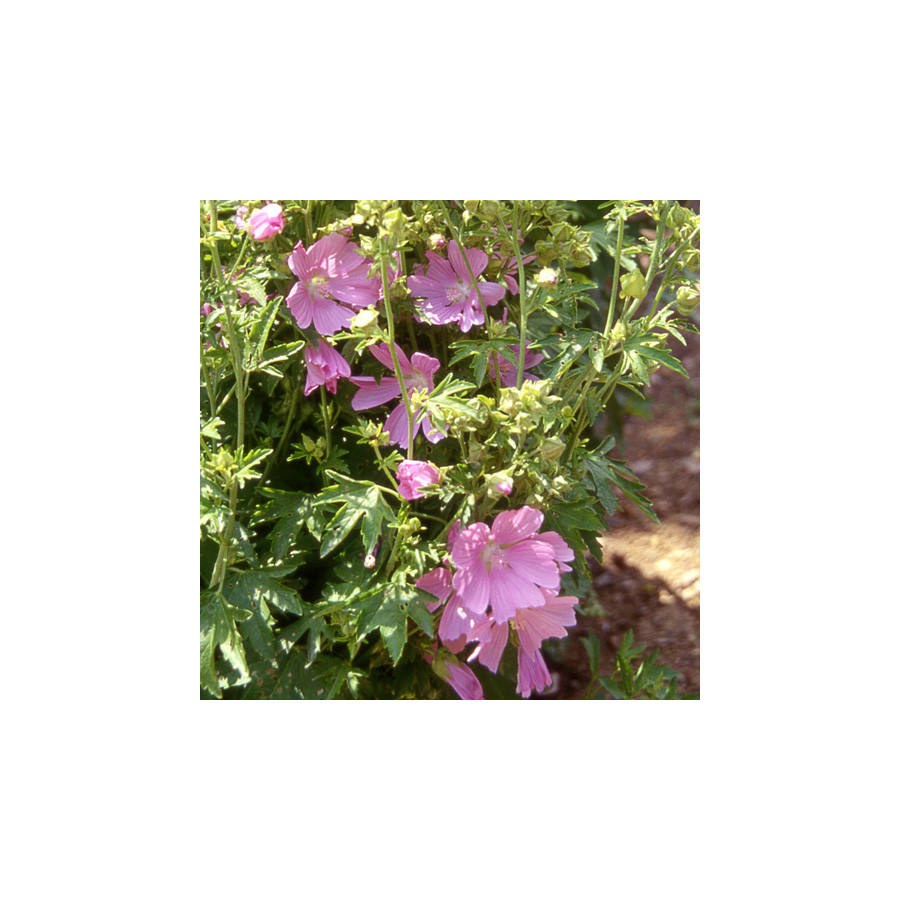 Plantes Vivaces MALVA moschata - Mauve en vente - Mauve musquée en vente - Pépinière Lepage .