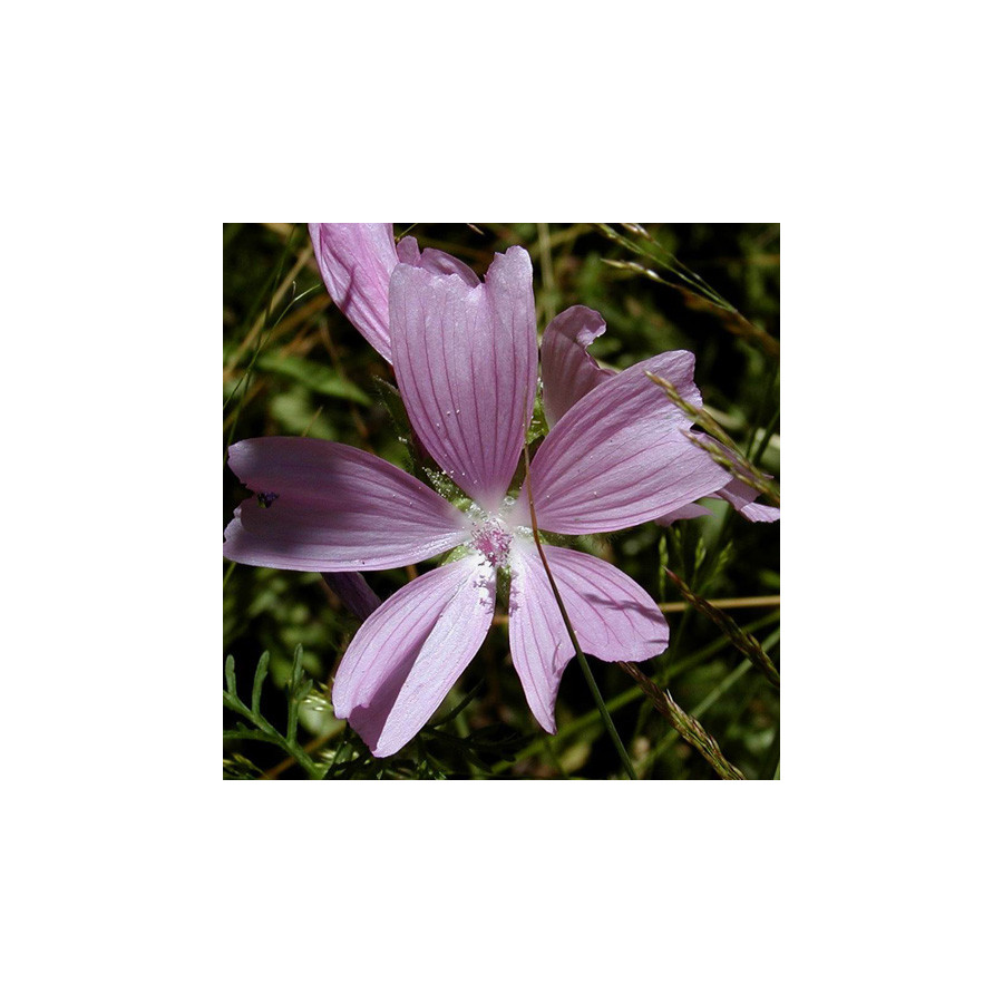 Plantes Vivaces MALVA moschata - Mauve en vente - Mauve musquée en vente - Pépinière Lepage .