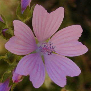 Plantes Vivaces MALVA moschata - Mauve en vente - Mauve musquée en vente - Pépinière Lepage .
