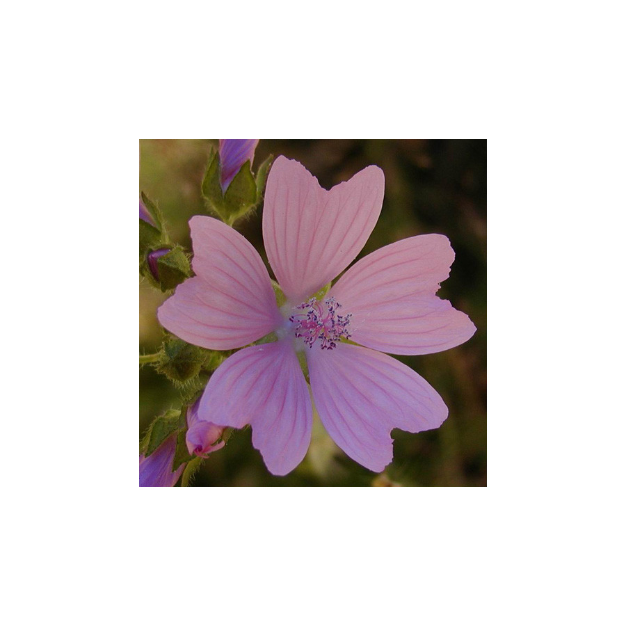 Plantes Vivaces MALVA moschata - Mauve en vente - Mauve musquée en vente - Pépinière Lepage .