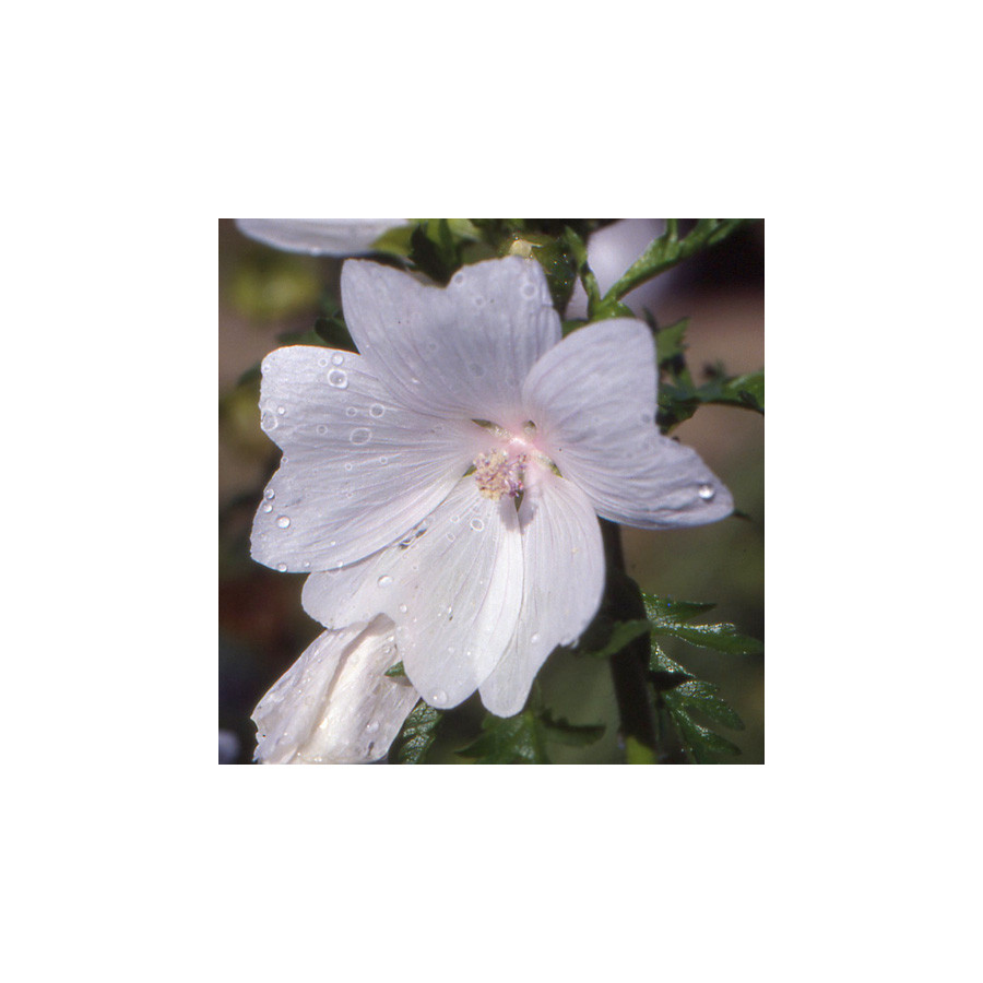 Plantes Vivaces MALVA moschata 'Alba' - Mauve en vente - Mauve musquée en vente - Pépinière Lepage .