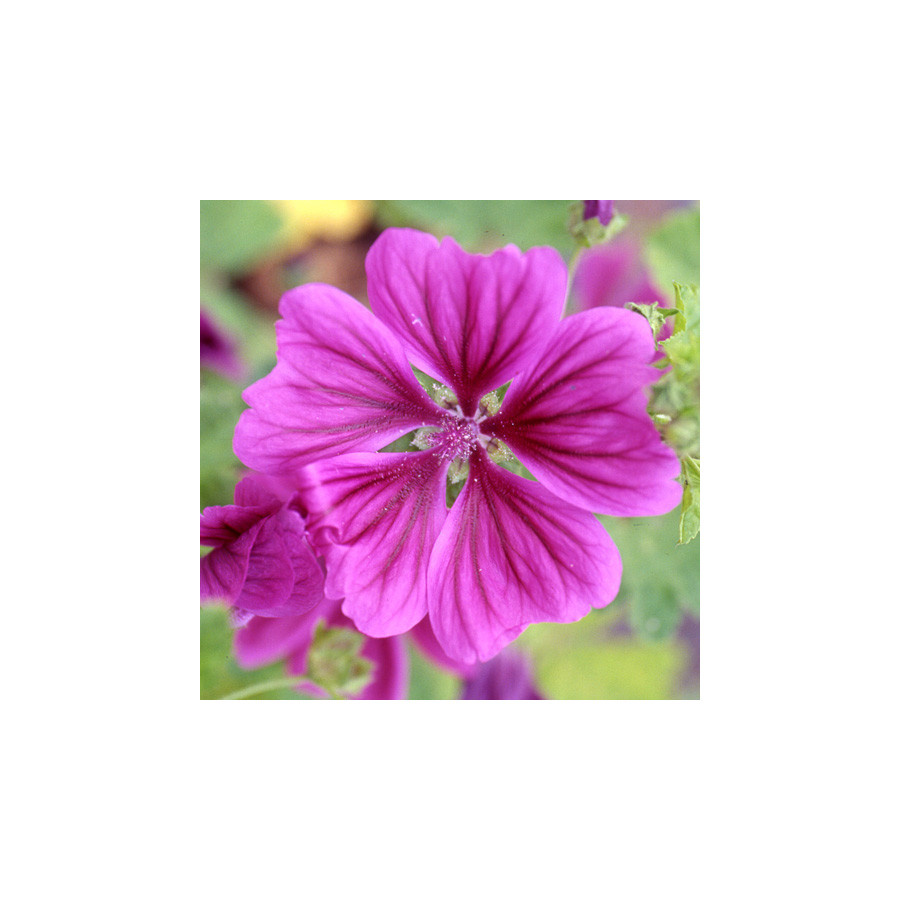 Plantes Vivaces MALVA sylvestris ssp. mauritanica - Mauve sylvestre en vente - Grande mauve en vente - Pépinière Lepage .