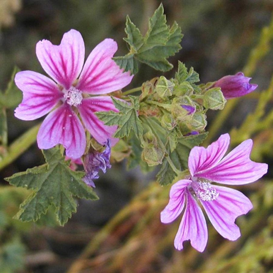 Plantes Vivaces MALVA sylvestris ssp. mauritanica - Mauve sylvestre en vente - Grande mauve en vente - Pépinière Lepage .
