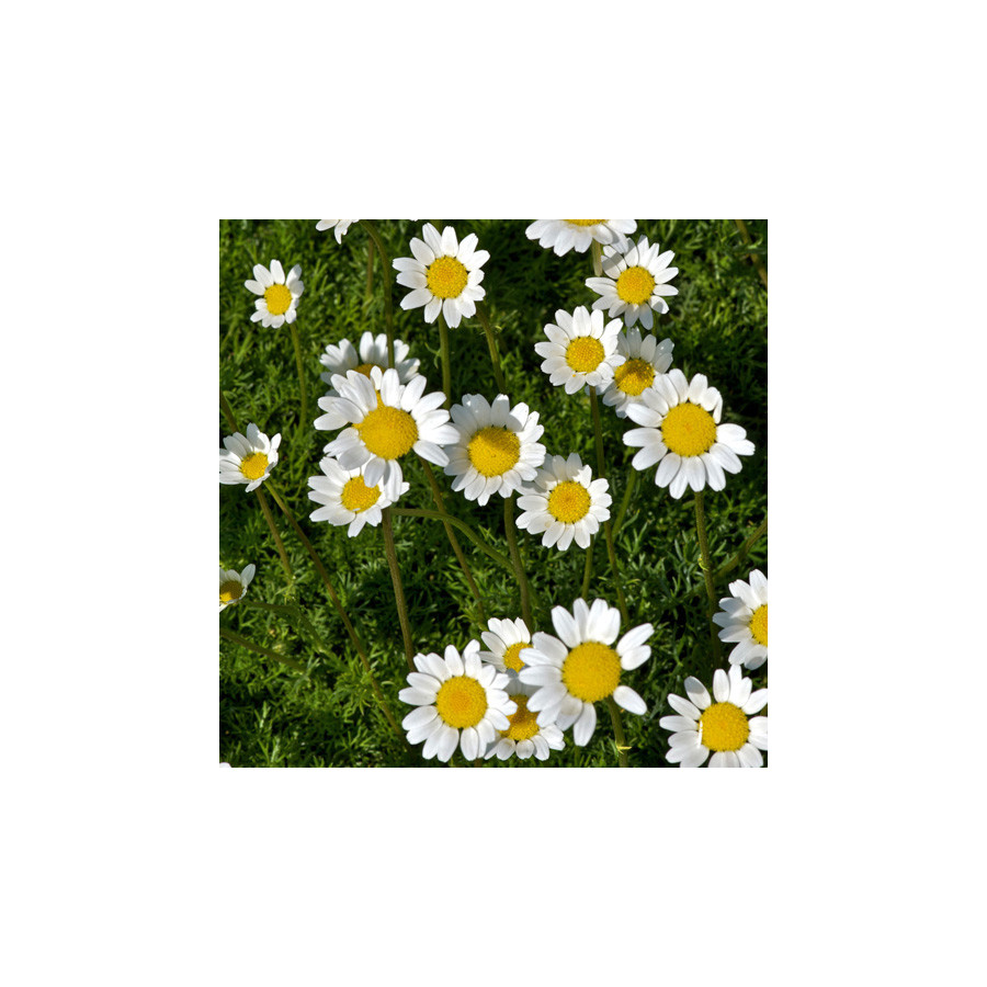 Plantes Vivaces MATRICARIA tchihatchewii - Camomille en tapis en vente - Pyrèthre gazonnant en vente - Pépinière Lepage .