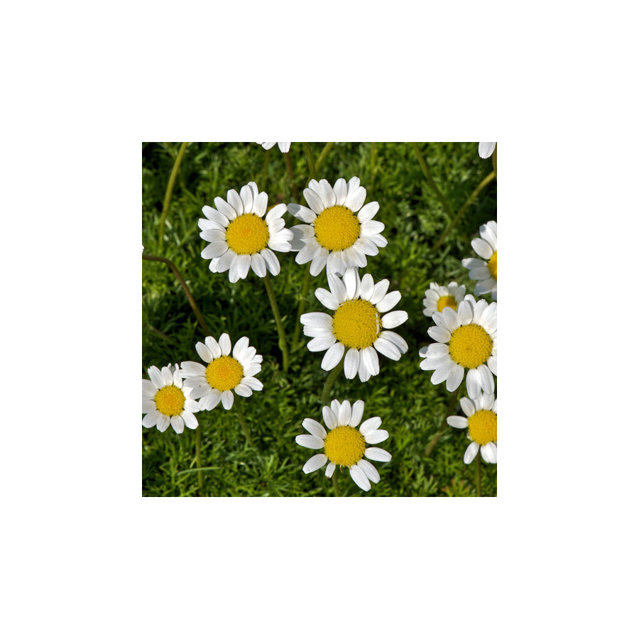 Plantes Vivaces MATRICARIA tchihatchewii - Camomille en tapis en vente - Pyrèthre gazonnant en vente - Pépinière Lepage .