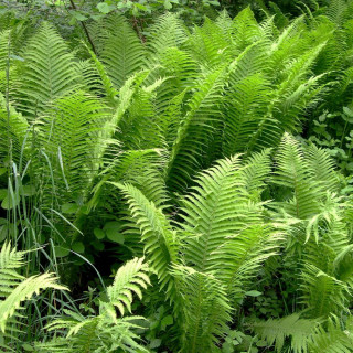 plantes-vivaces-matteuccia-struthiopteris-fougere-d-allemagne-en-vente-fougere-plume-d-autruche-en-vente-pepiniere-lepage-