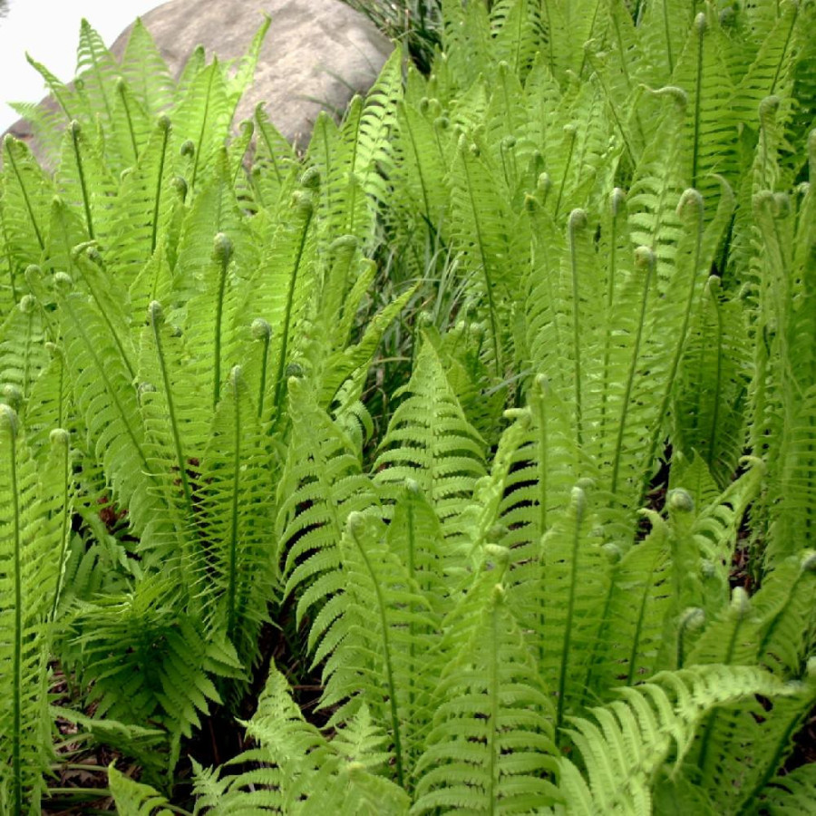 plantes-vivaces-matteuccia-struthiopteris-fougere-d-allemagne-en-vente-fougere-plume-d-autruche-en-vente-pepiniere-lepage-