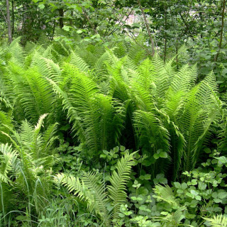 plantes-vivaces-matteuccia-struthiopteris-fougere-d-allemagne-en-vente-fougere-plume-d-autruche-en-vente-pepiniere-lepage-