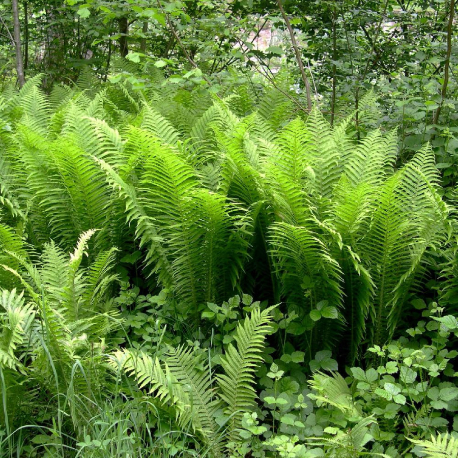 plantes-vivaces-matteuccia-struthiopteris-fougere-d-allemagne-en-vente-fougere-plume-d-autruche-en-vente-pepiniere-lepage-