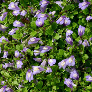 plantes-vivaces-mazus-reptans-en-vente-pepiniere-lepage-