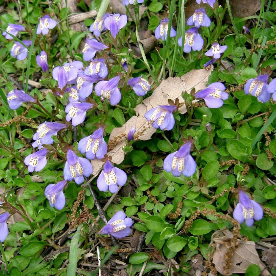 Plantes Vivaces MAZUS reptans en vente - Pépinière Lepage .