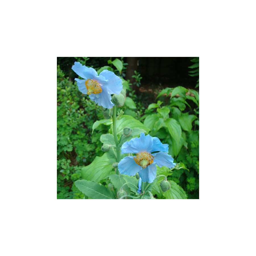 Plantes Vivaces MECONOPSIS betonicifolia - Pavot bleu de l'Himalaya en vente - Pépinière Lepage .
