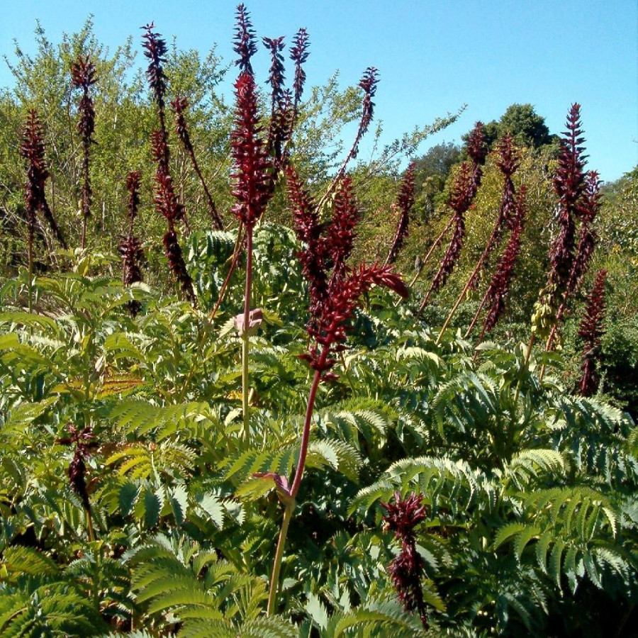 Plantes Vivaces MELIANTHUS major - Grande Mélianthe en vente - Pépinière Lepage .