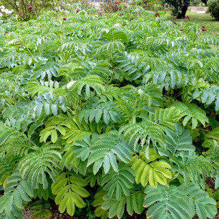 Plantes Vivaces MELIANTHUS major - Grande Mélianthe en vente - Pépinière Lepage .