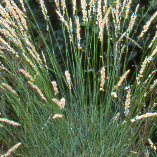 plantes-vivaces-melica-ciliata-melique-en-vente-melique-ciliee-en-vente-pepiniere-lepage-