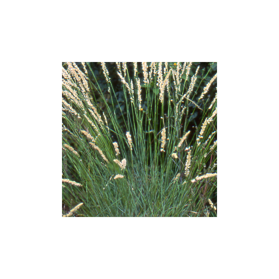plantes-vivaces-melica-ciliata-melique-en-vente-melique-ciliee-en-vente-pepiniere-lepage-