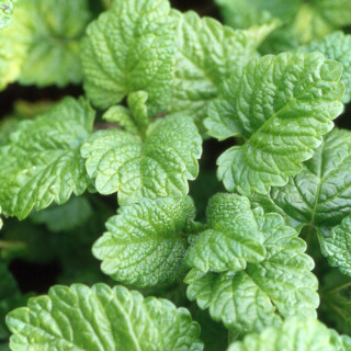 plantes-vivaces-melissa-officinalis-melisse-officinale-en-vente-melisse-citronnelle-en-vente-pepiniere-lepage-