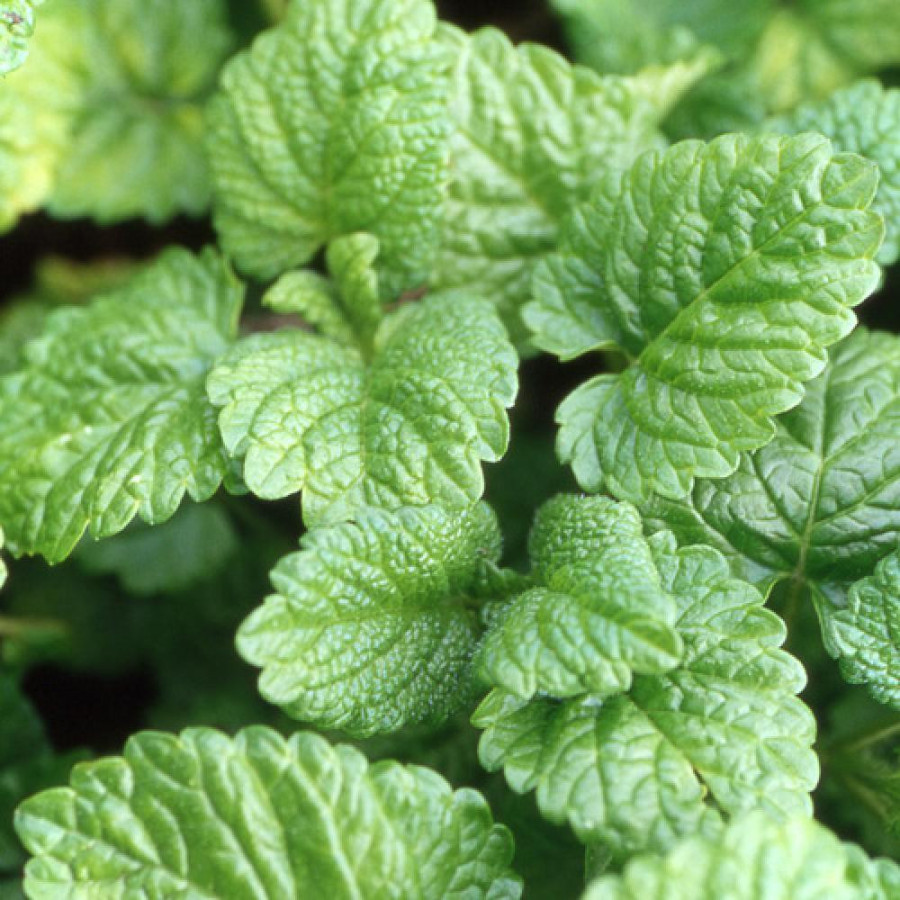 Plantes Vivaces MELISSA officinalis - Melisse officinale en vente - Mélisse citronnelle en vente - Pépinière Lepage .