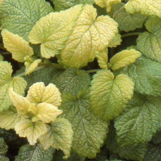 plantes-vivaces-melissa-officinalis-aurea-melisse-en-vente-pepiniere-lepage-