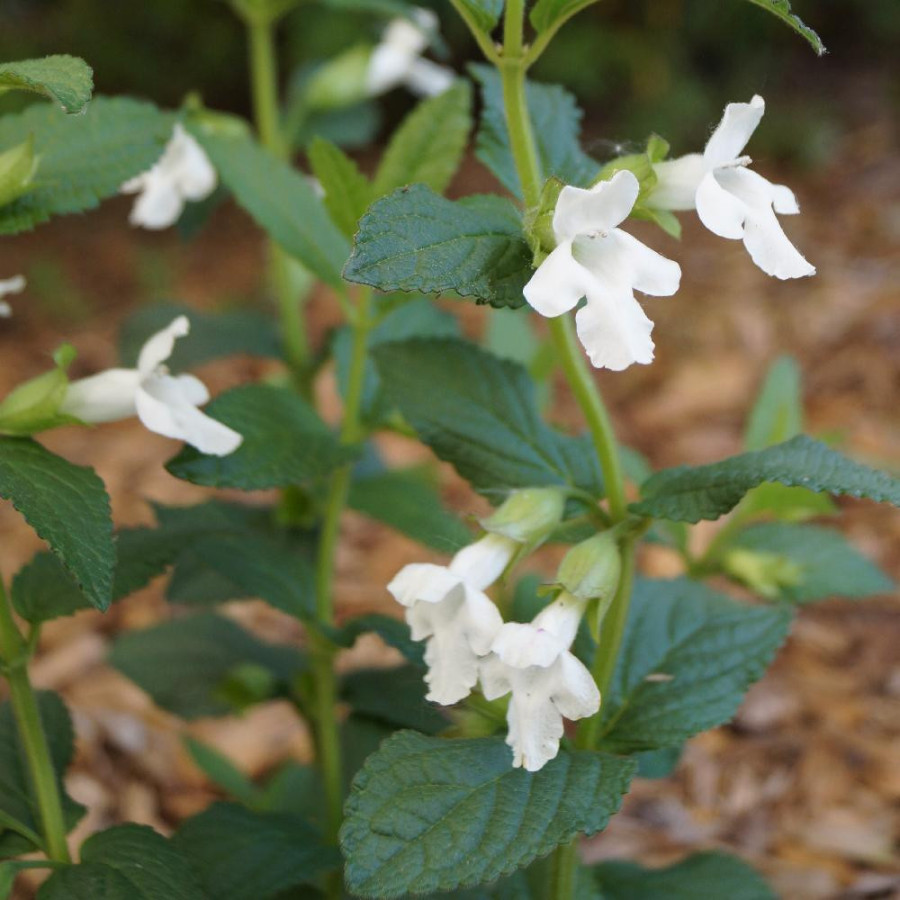Plantes Vivaces MELITTIS melissophyllum 'Alba' en vente - Pépinière Lepage .