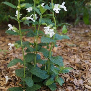 Plantes Vivaces MELITTIS melissophyllum 'Alba' en vente - Pépinière Lepage .