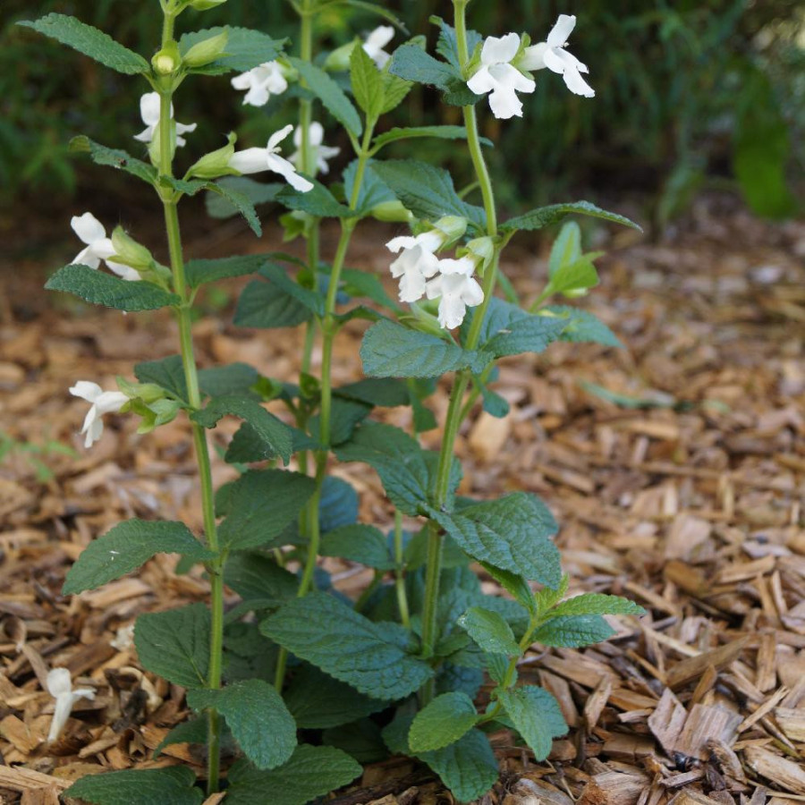 Plantes Vivaces MELITTIS melissophyllum 'Alba' en vente - Pépinière Lepage .