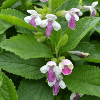 plantes-vivaces-melittis-melissophyllum-royal-velvet-distinction-R-melitte-a-feuilles-de-melisse-en-vente-melisse-sauvage-en-ven