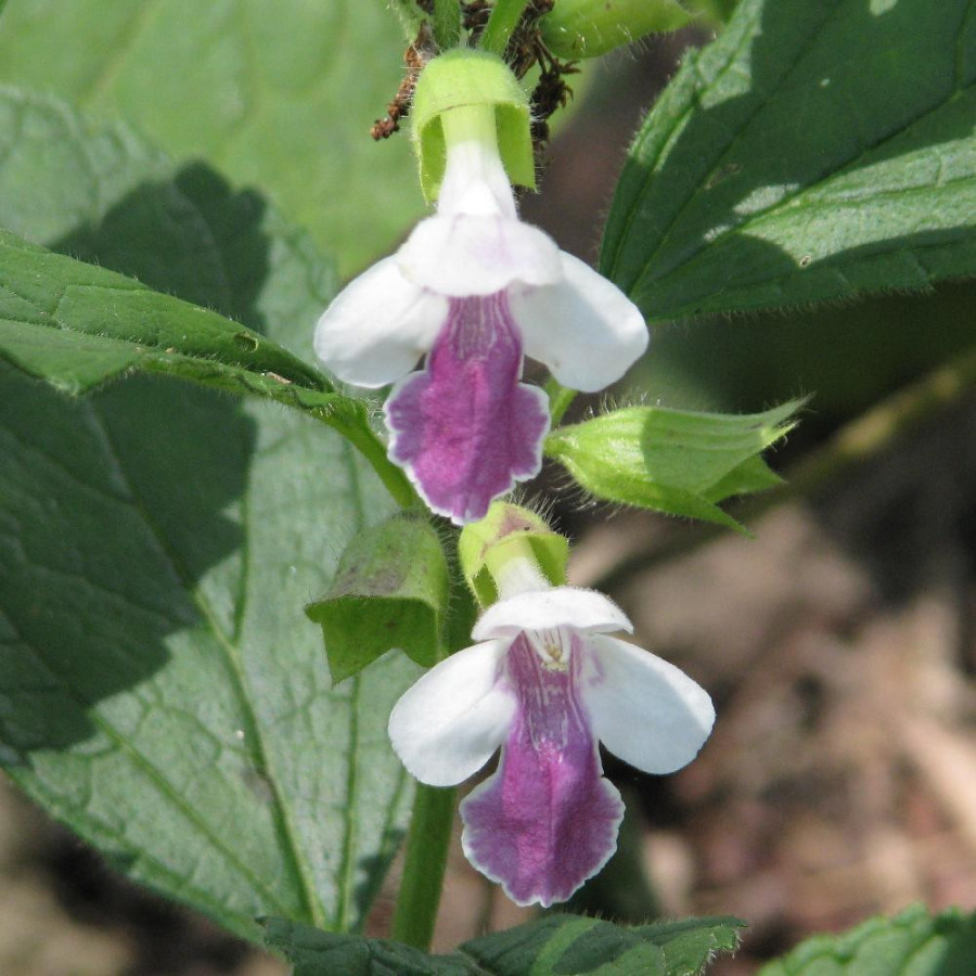 Plantes Vivaces MELITTIS melissophyllum 'Royal Velvet Distinction ® - Mélitte à feuilles de Mélisse en vente - Mélisse sauvage e